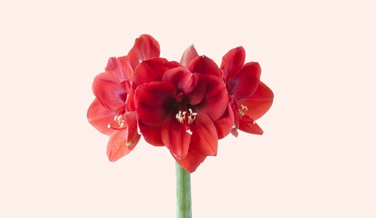 FleuraMetz FleuraMetz